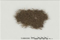 藏品(走燈苔屬)的圖片